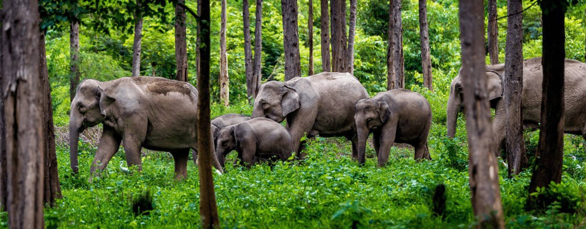 Jungle Safari
